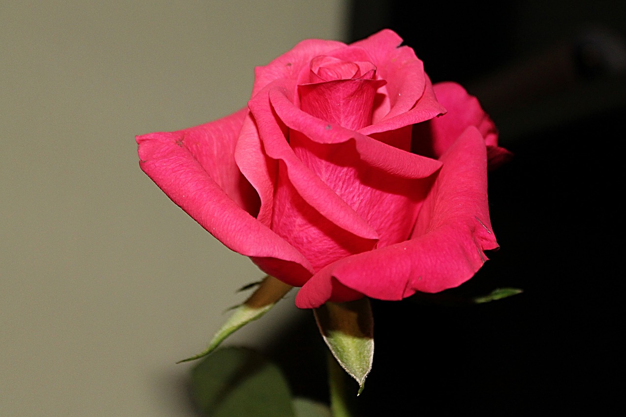 rose red blossom free photo