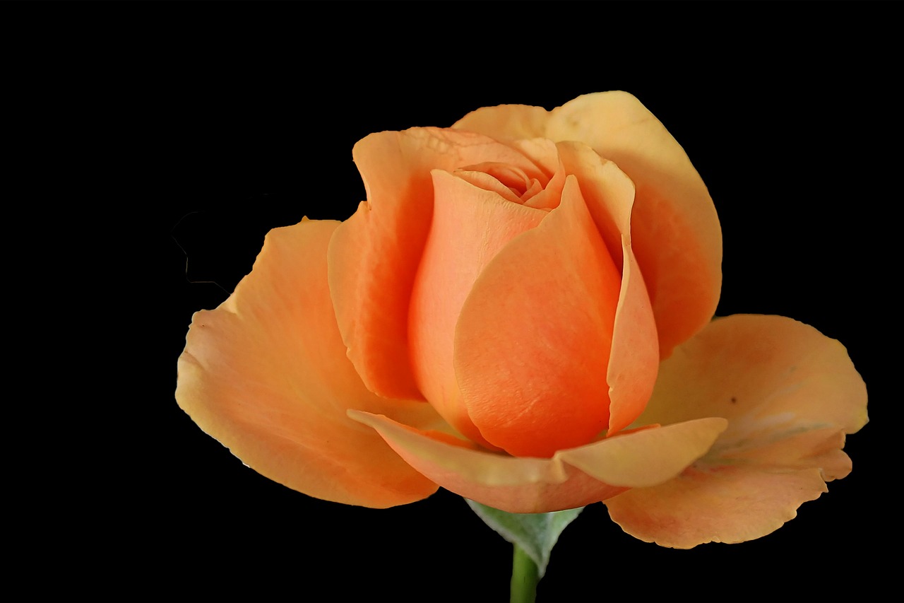 rose orange blossom free photo