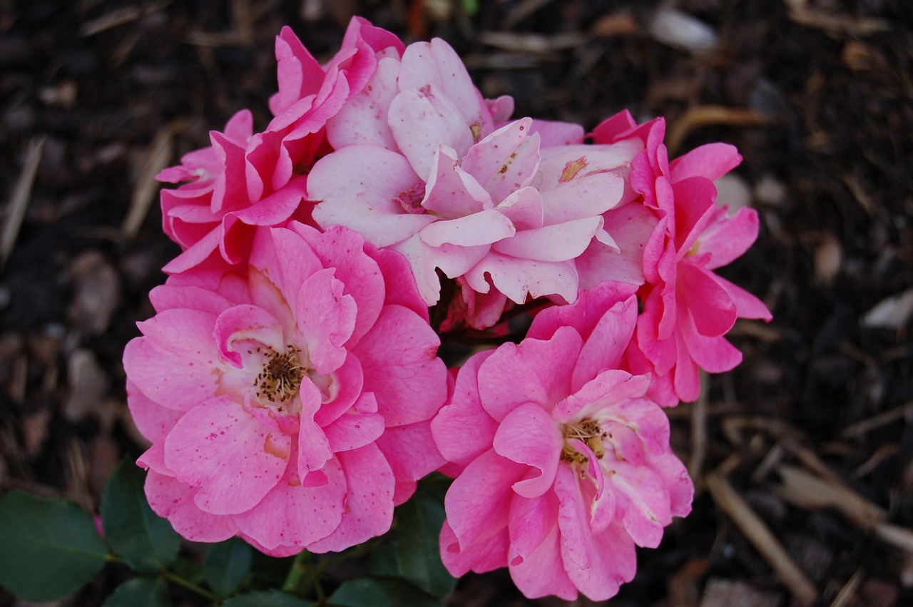 rose flowers pink rose free photo