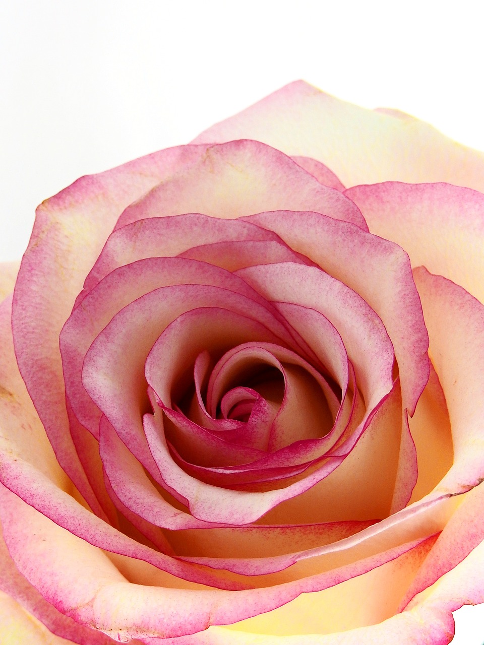 rose flower blossom free photo