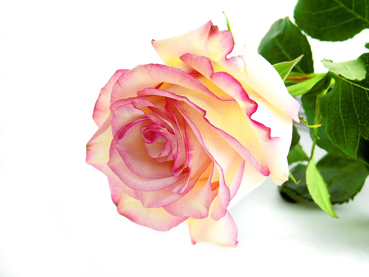 rose flower blossom free photo