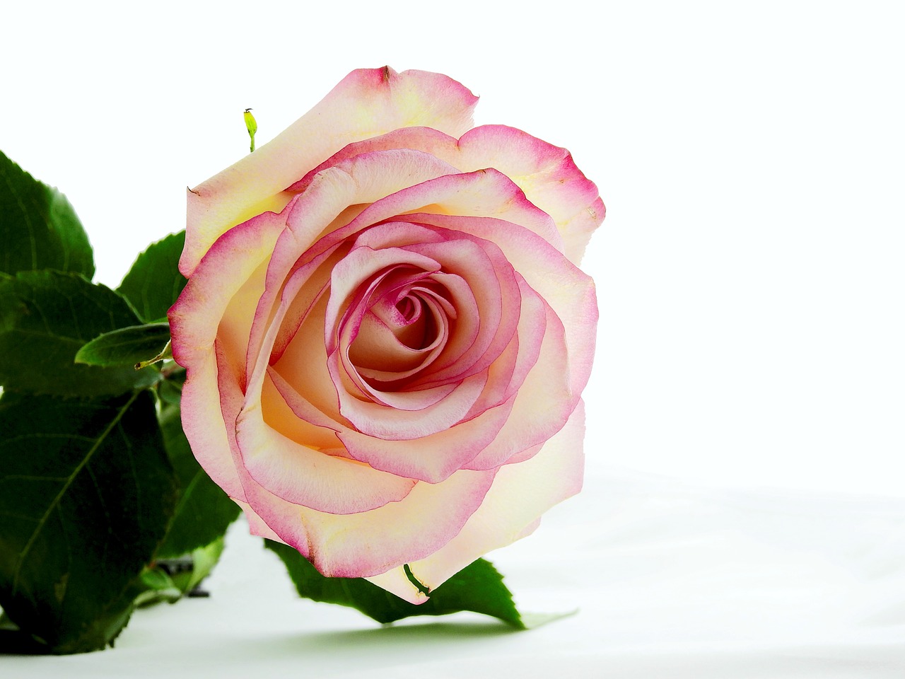 rose flower blossom free photo