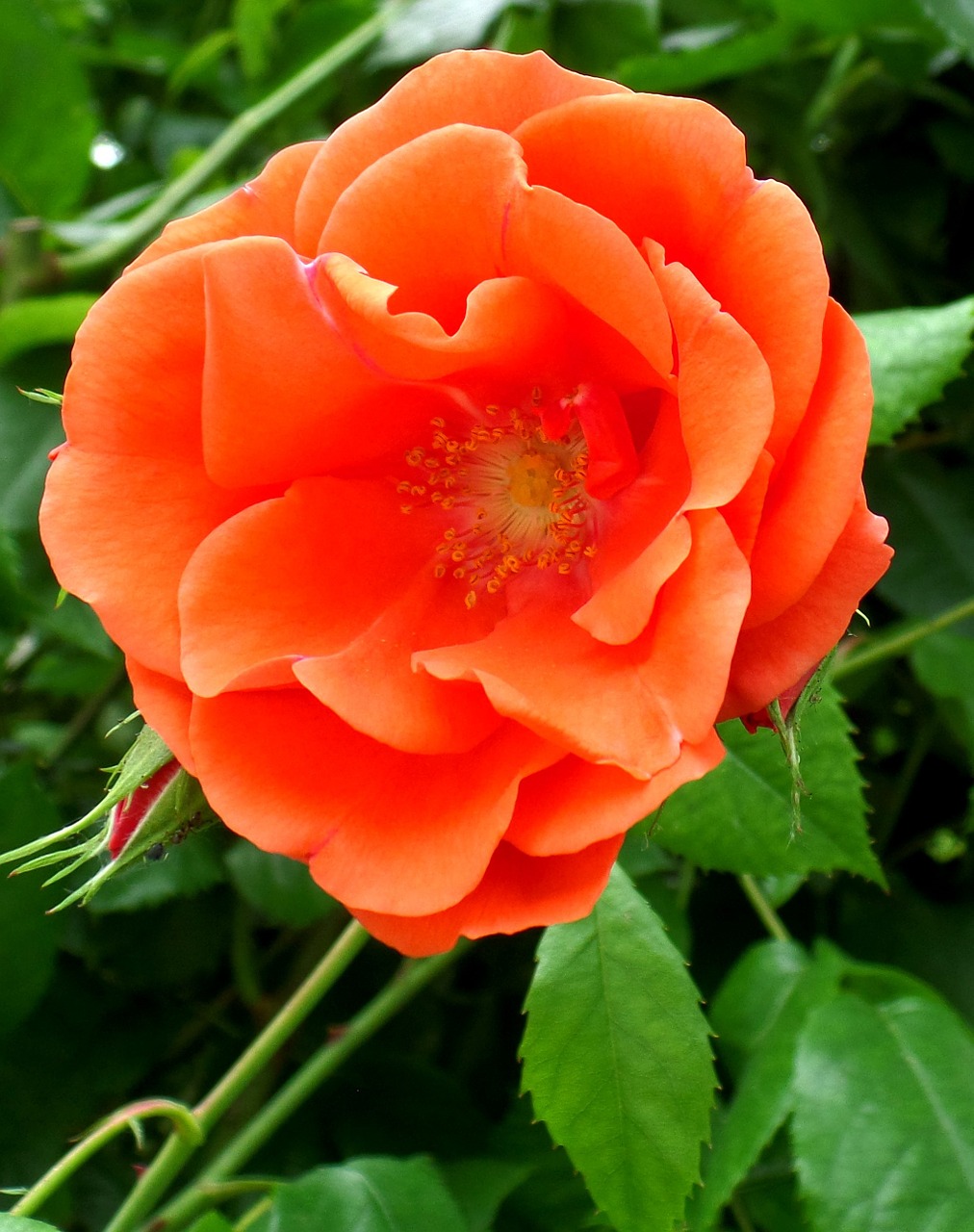 rose orange flower free photo