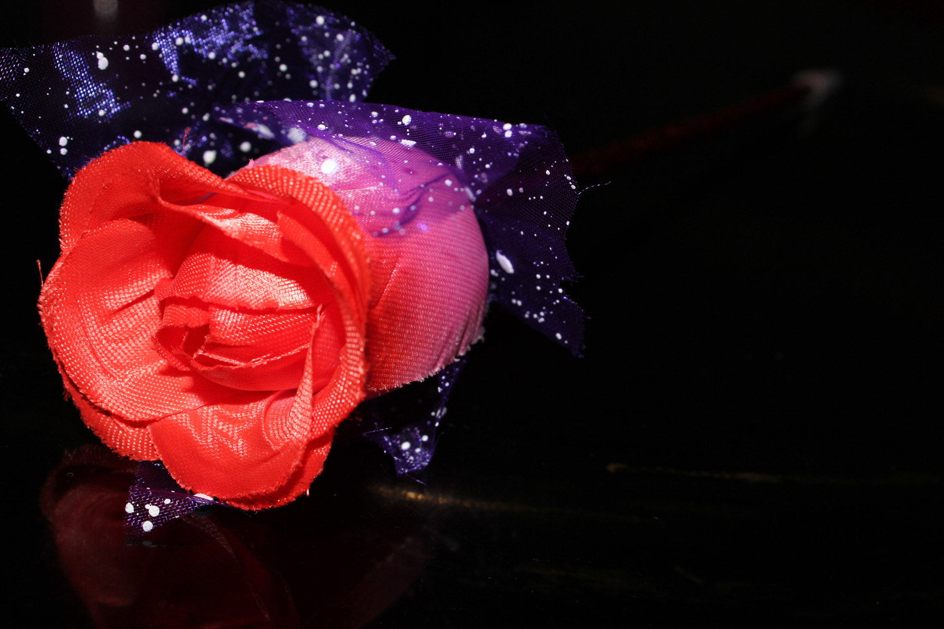 rose flower valentine's gift free photo