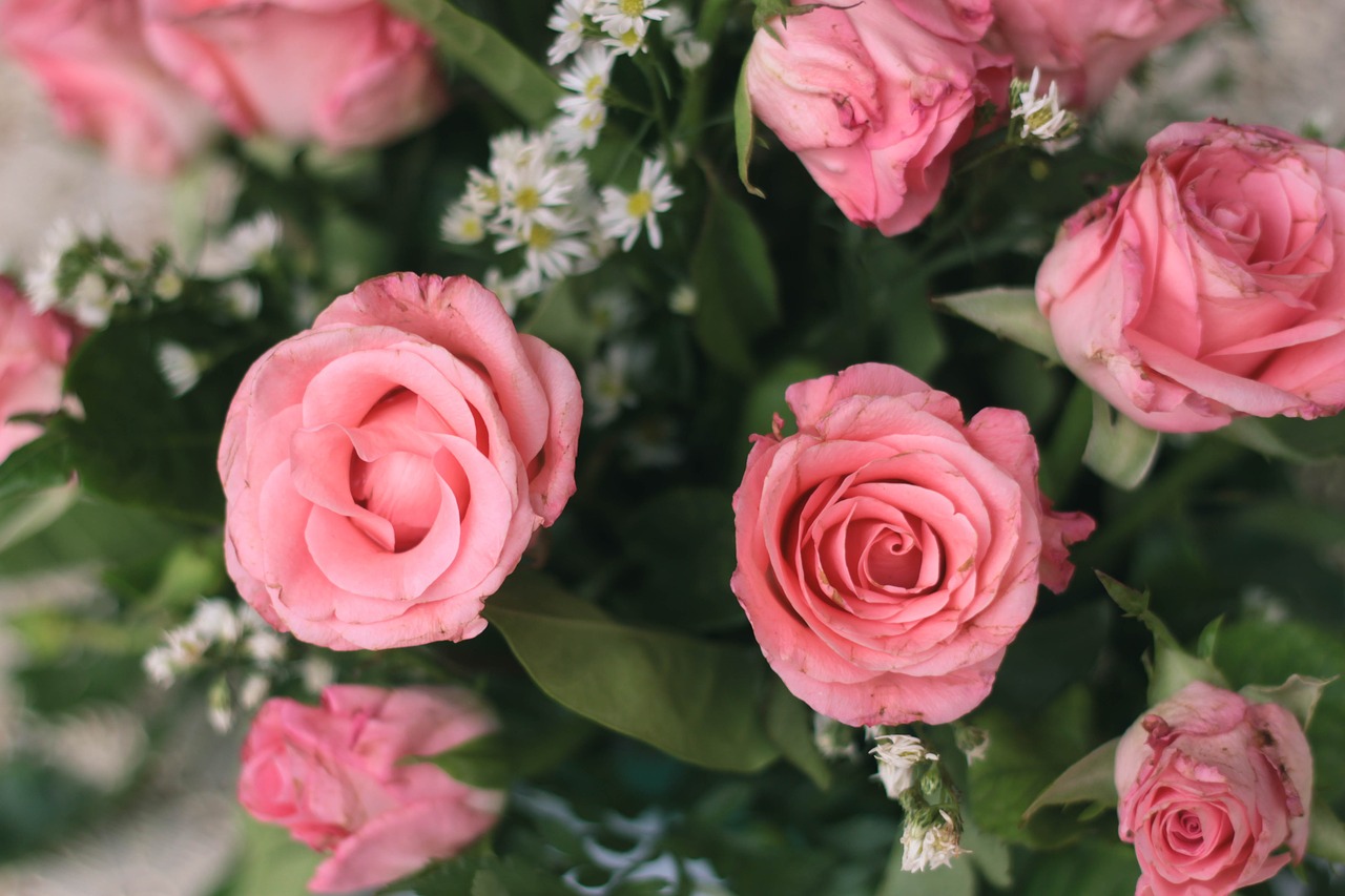 rose flowers pink free photo