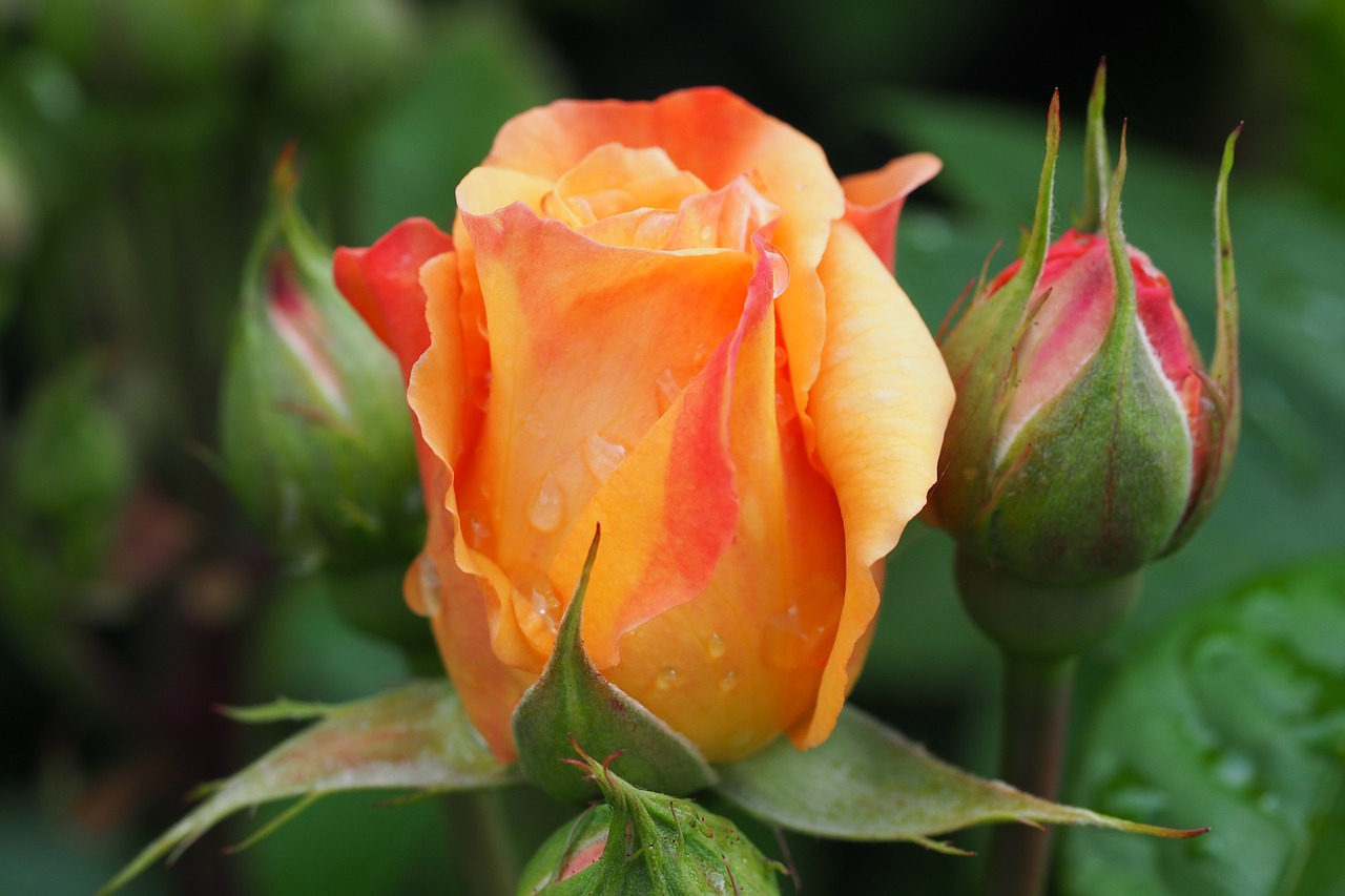 rose bud rosebud free photo