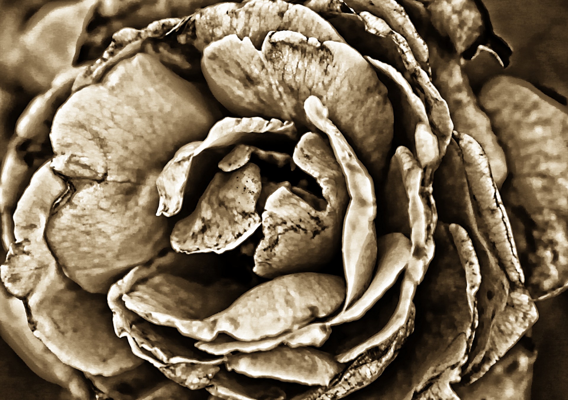 rose flower sepia free photo