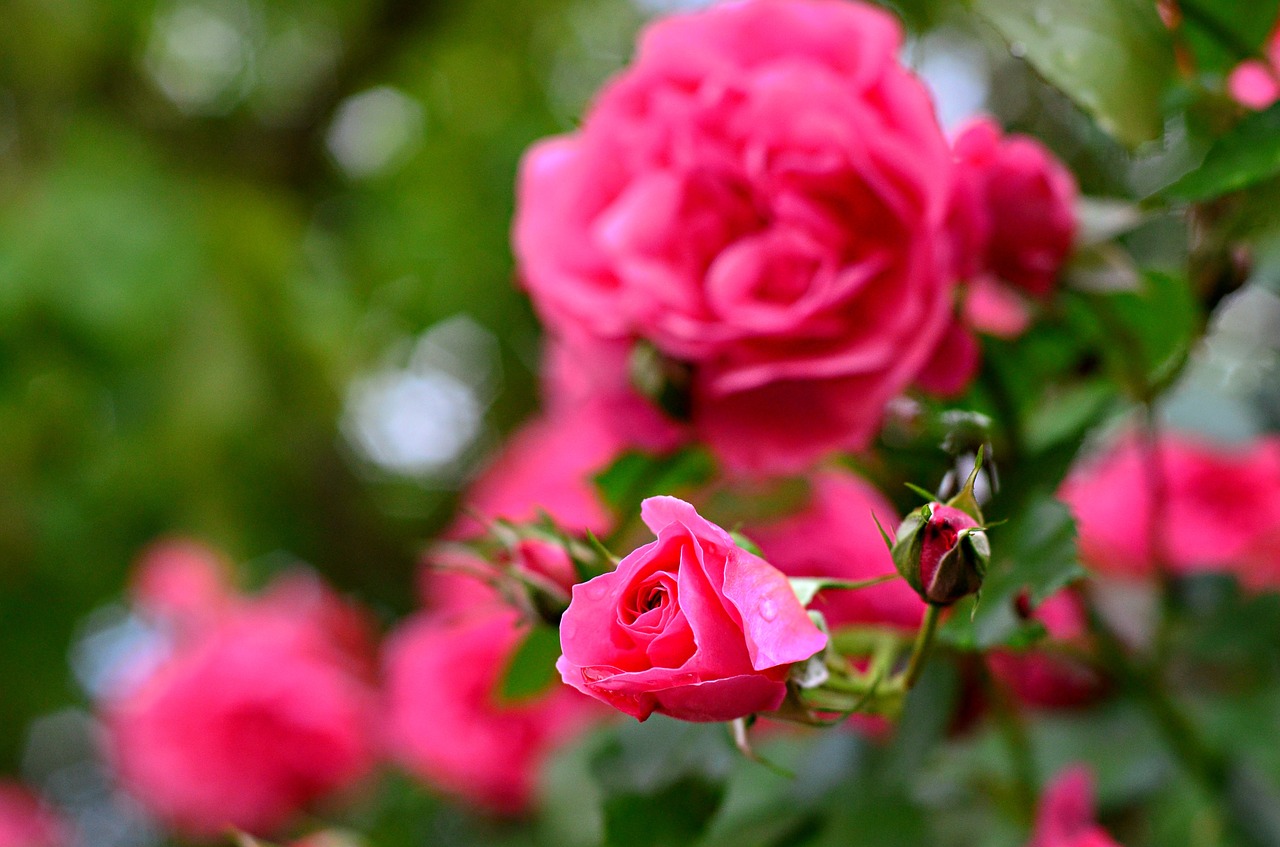 rose flower pink free photo