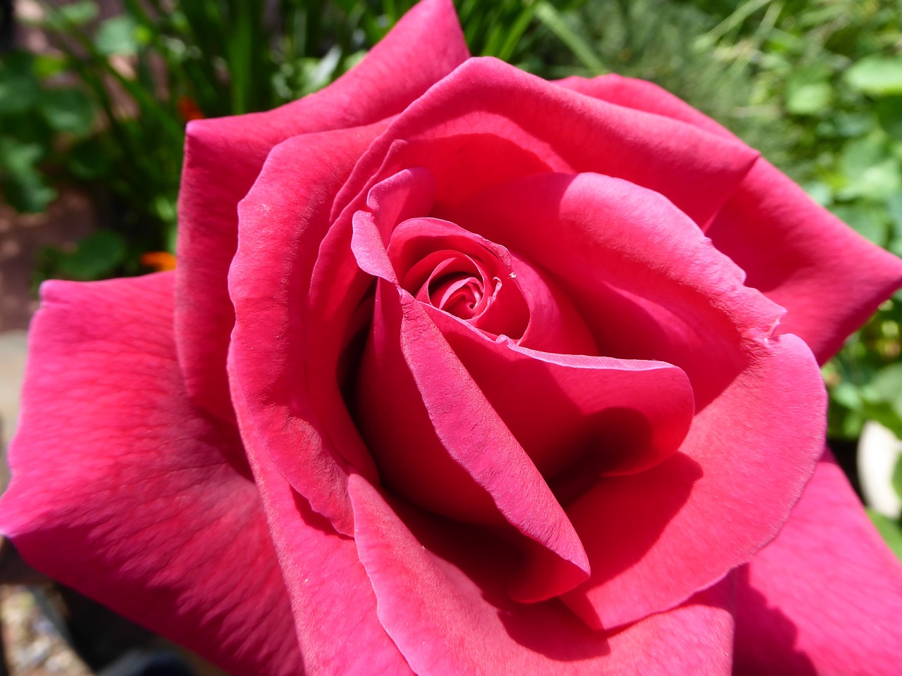 rose flower red free photo