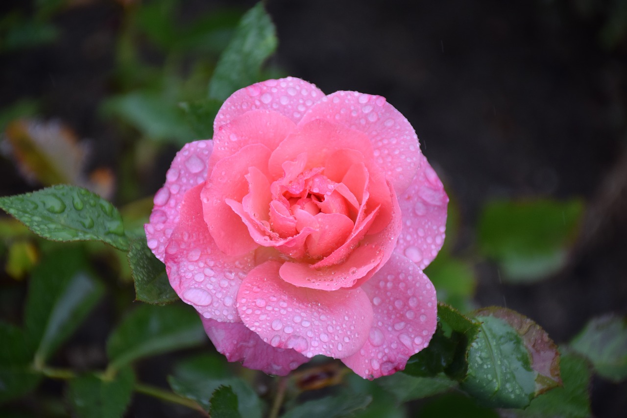 rose raindrop nature free photo