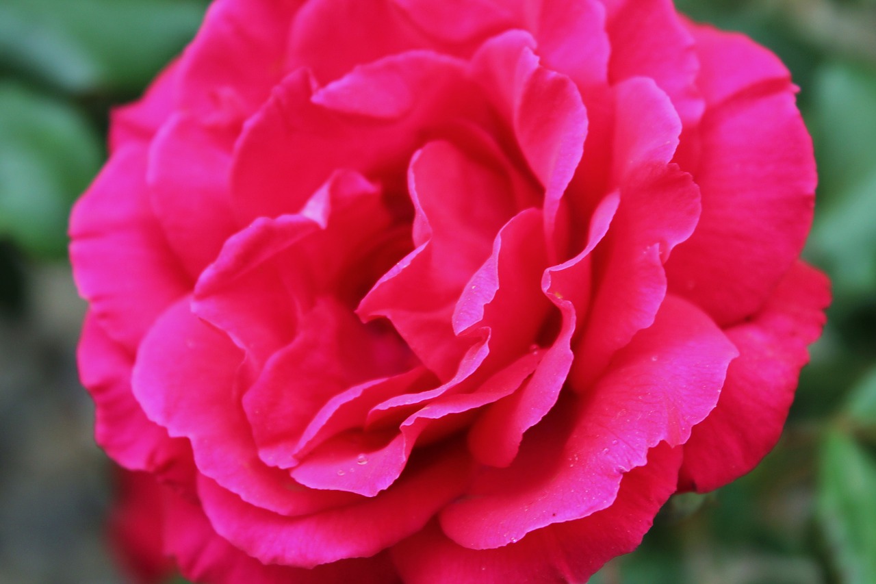 rose flower garden free photo