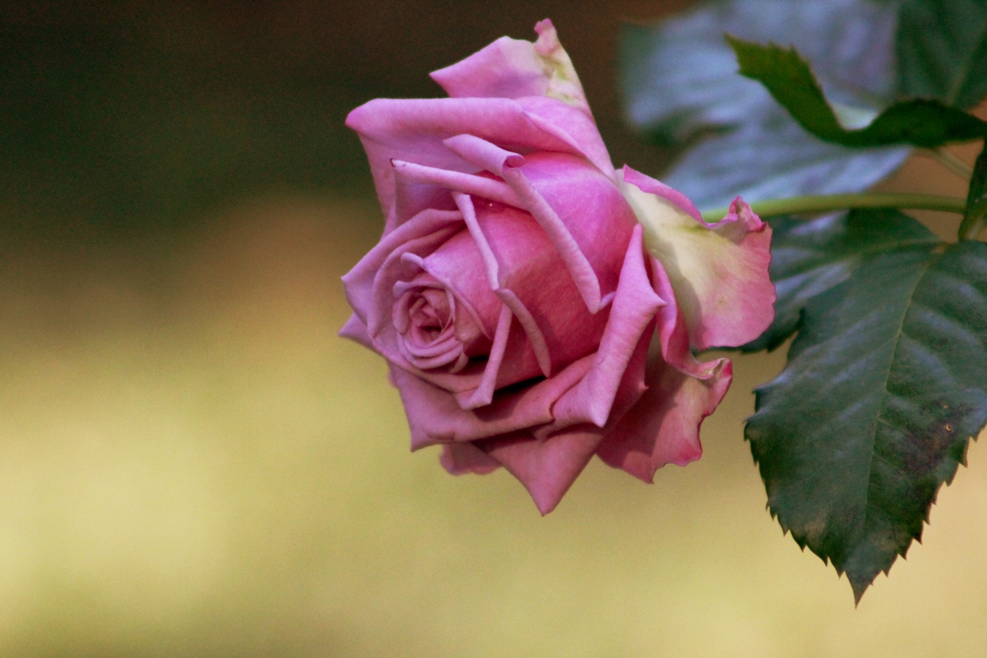 rose flower bloom free photo