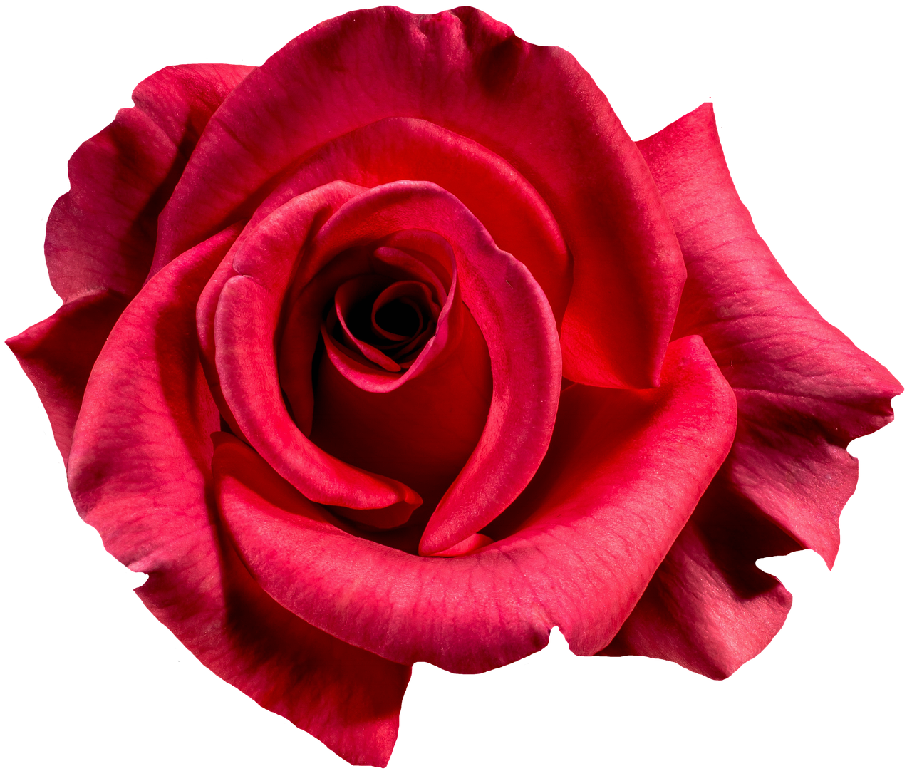 rose red blossom free photo