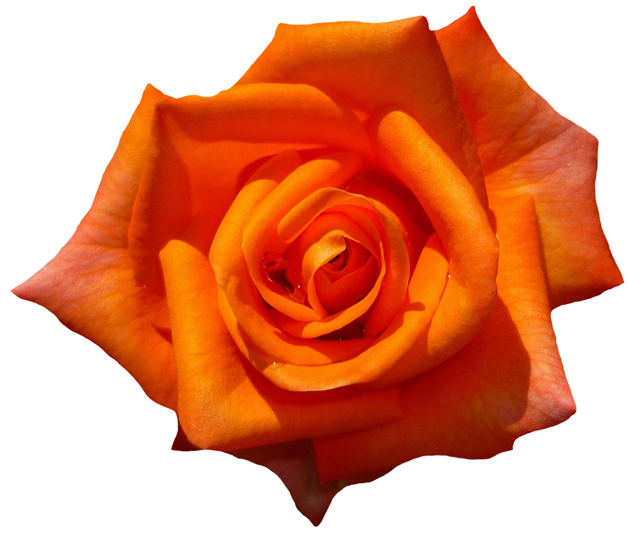 rose orange blossom free photo