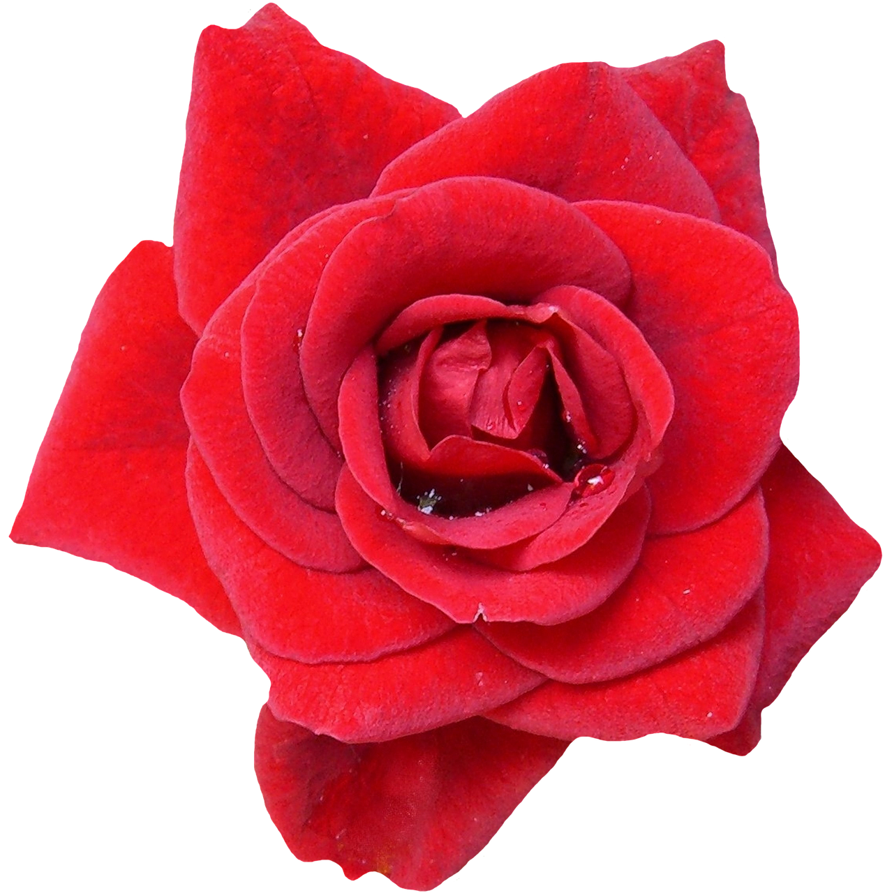 rose red blossom free photo