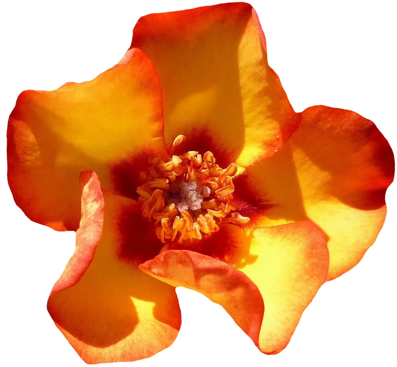 rose orange blossom free photo