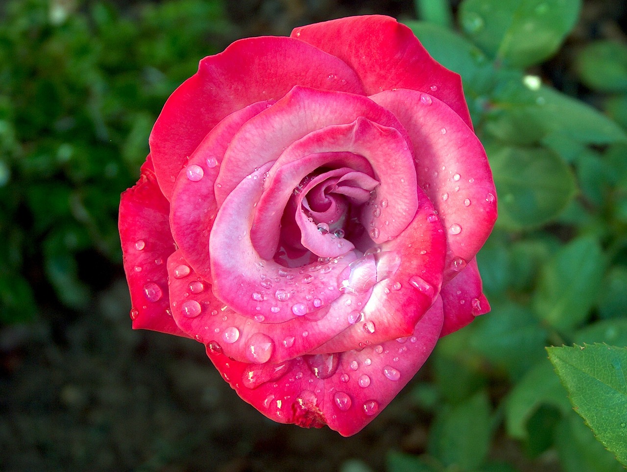 rose droplets water free photo