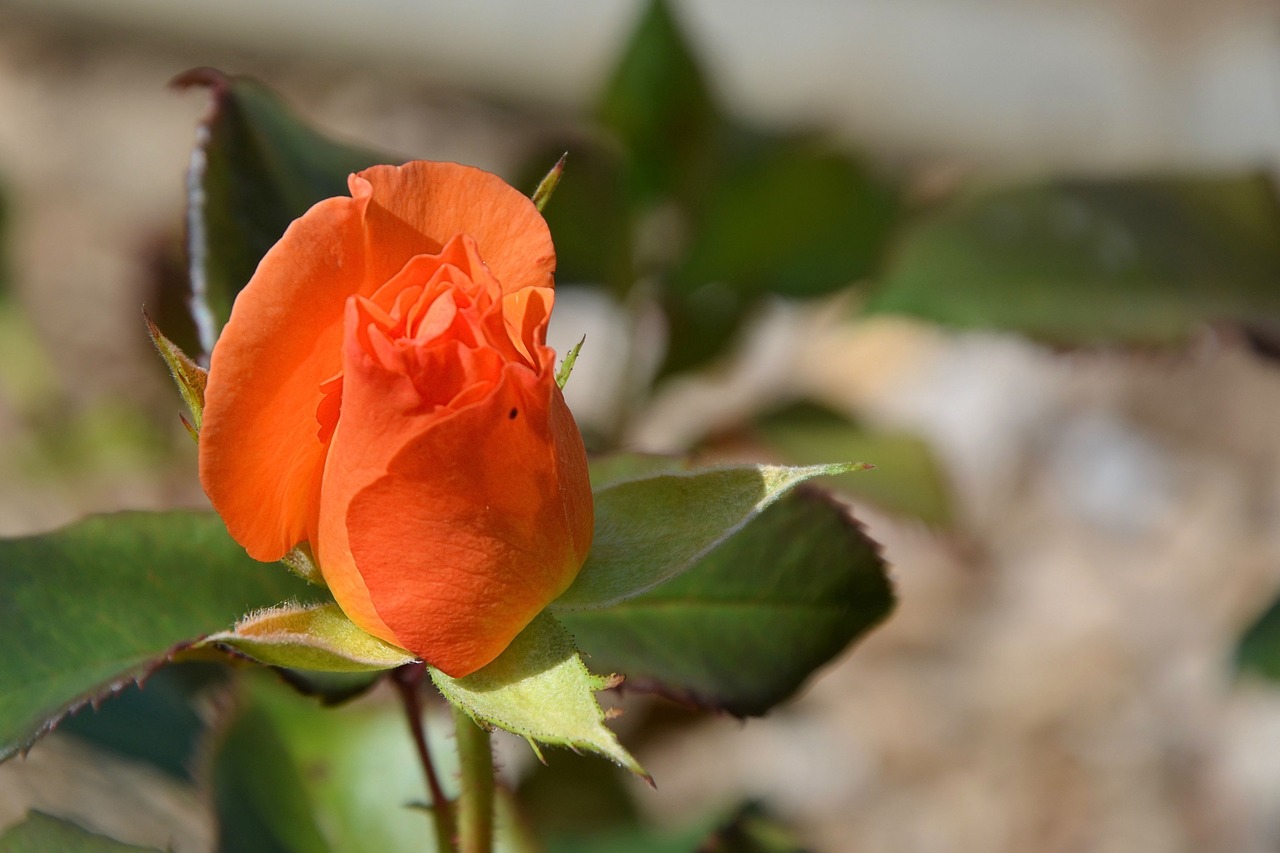 rose orange orange rose free photo