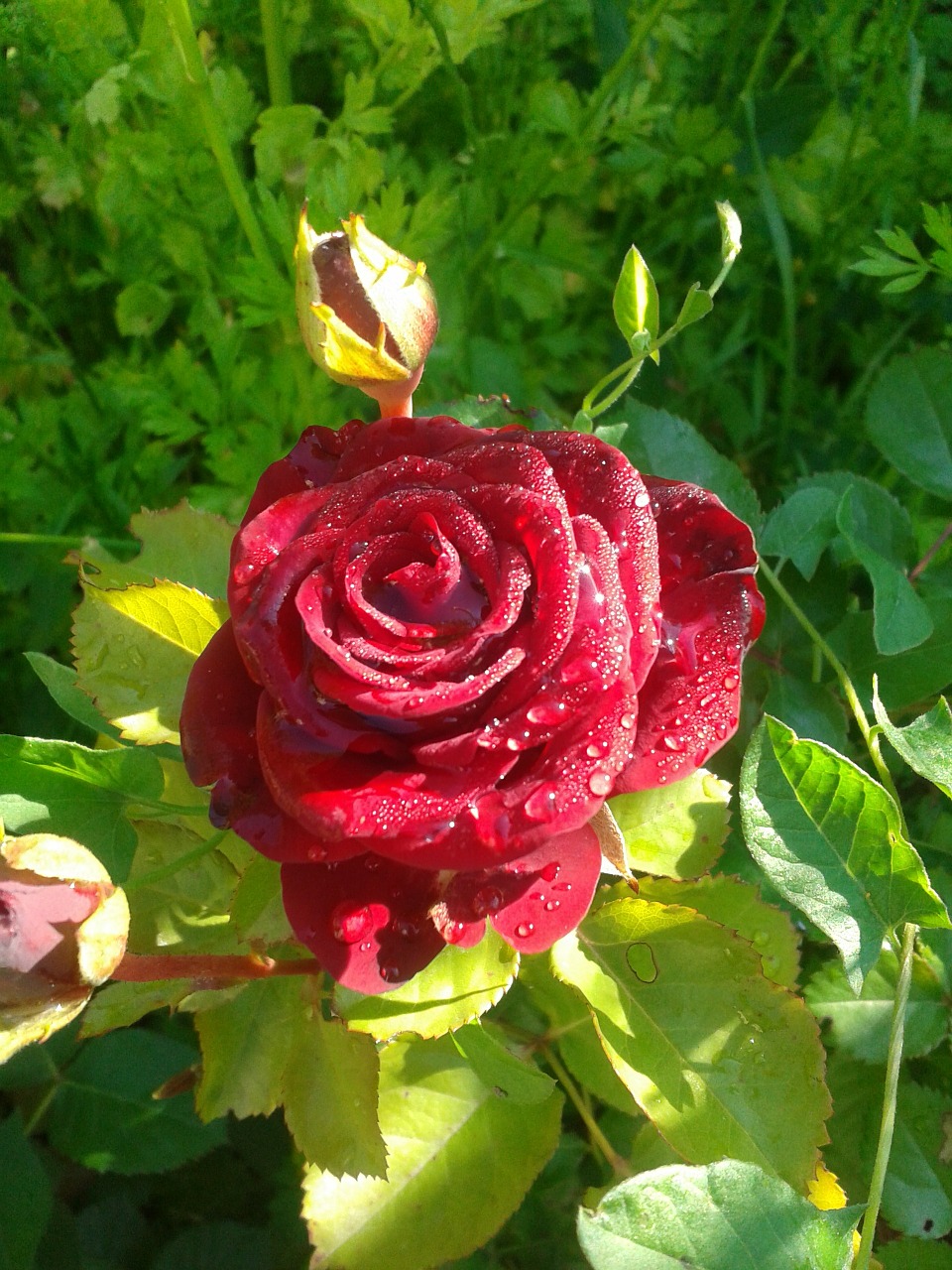 rose flower red rose free photo