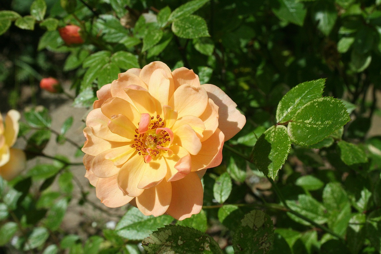 rose nature garden free photo