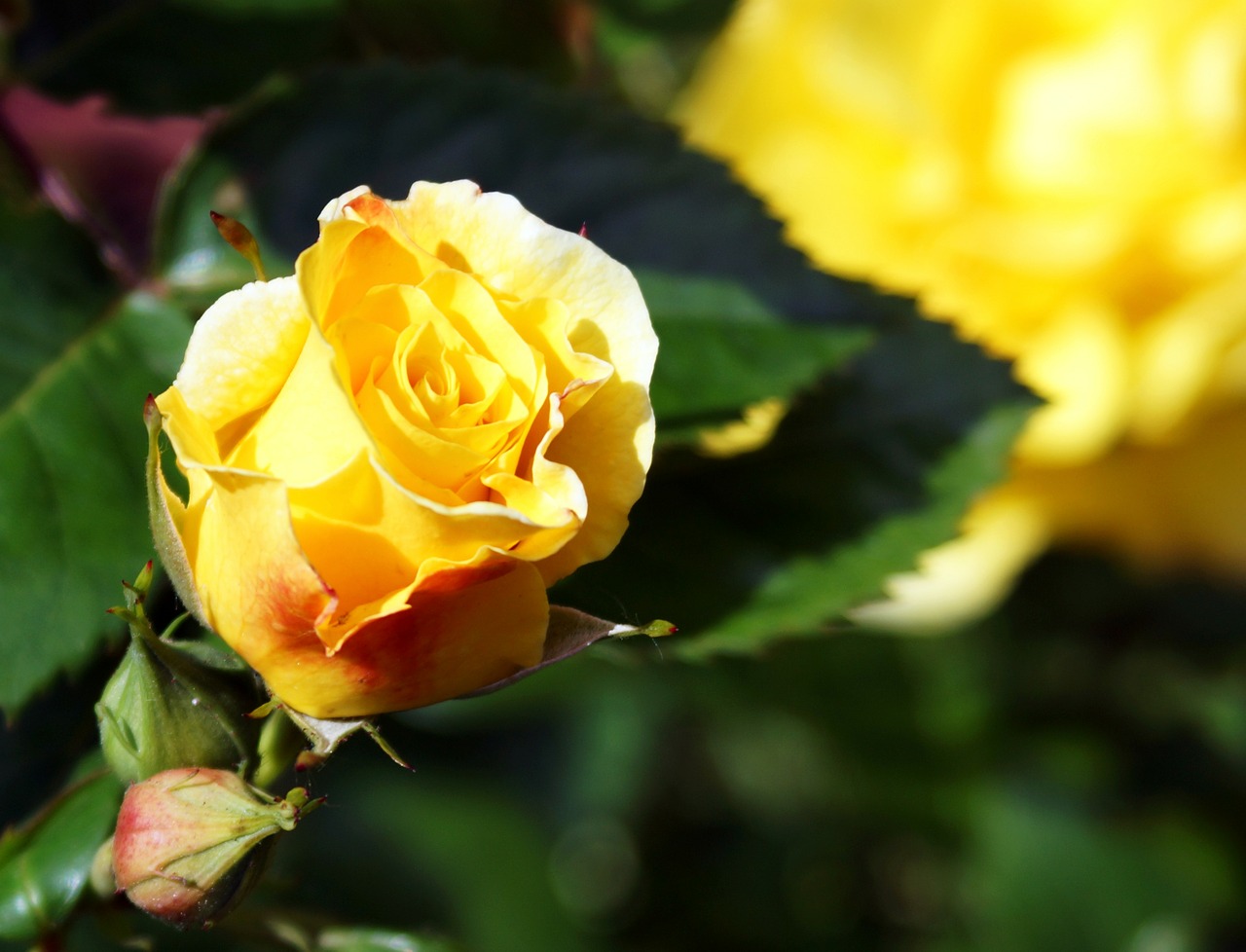 rose yellow flower free photo