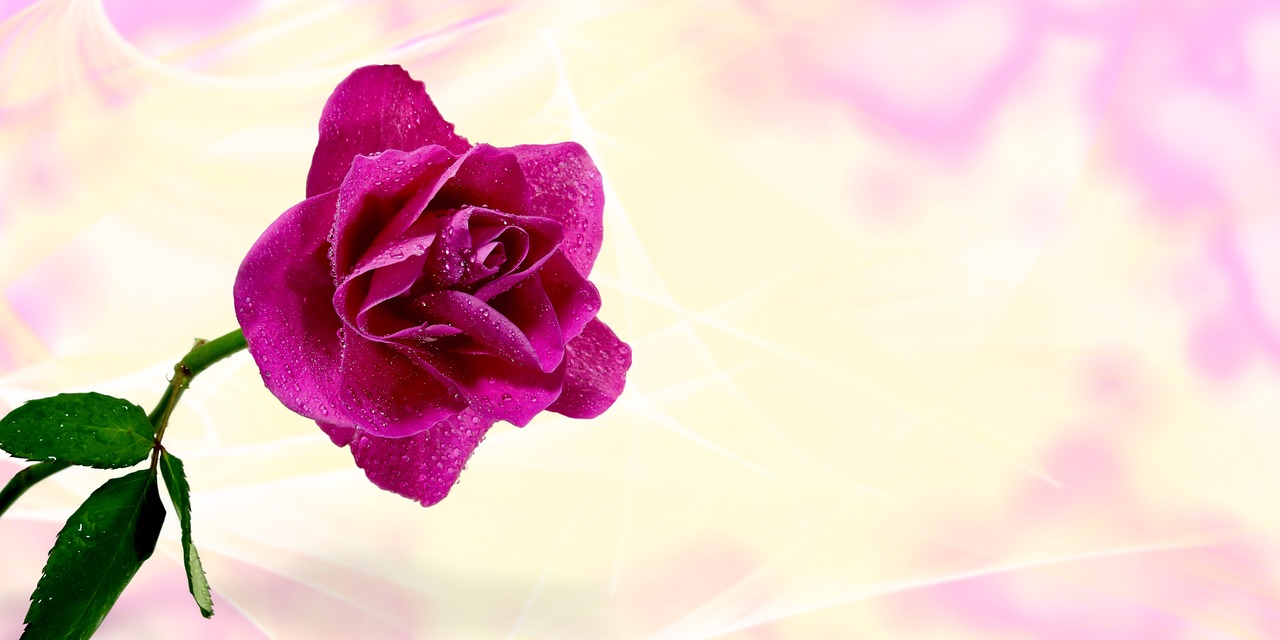 rose flower pink rose free photo