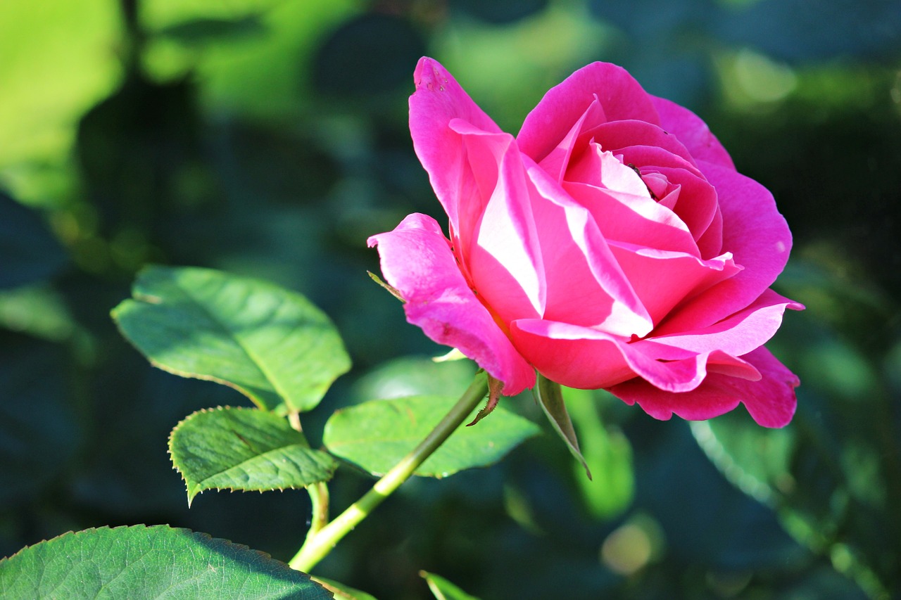 rose pink blossom free photo