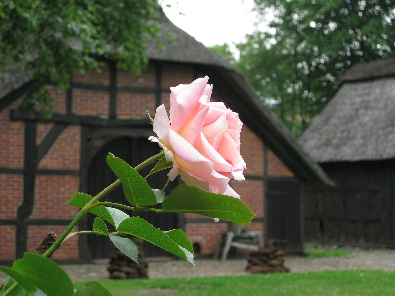 rose old farmhouse building free photo