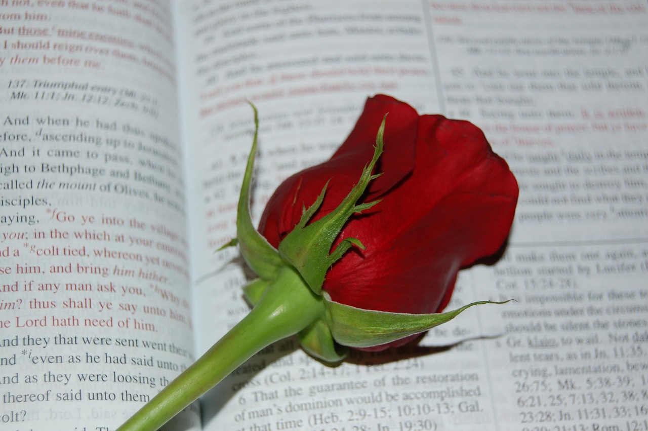 rose bible words free photo