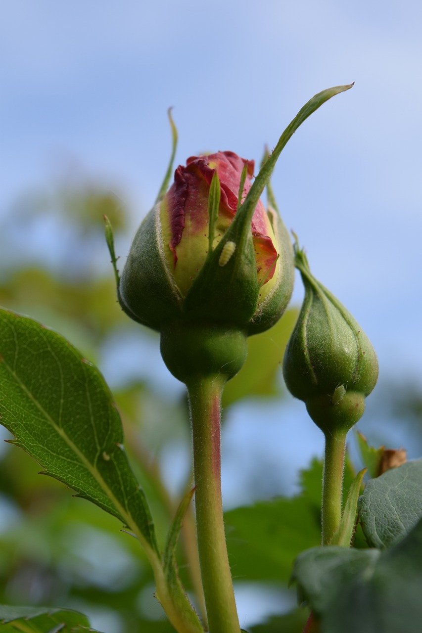 rose bud rosebud free photo