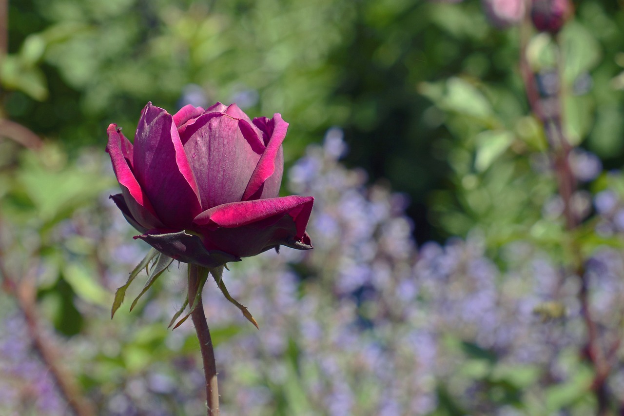 rose rosebud bud free photo