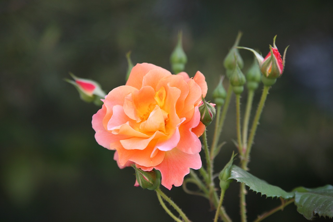 rose rose vines flowers free photo