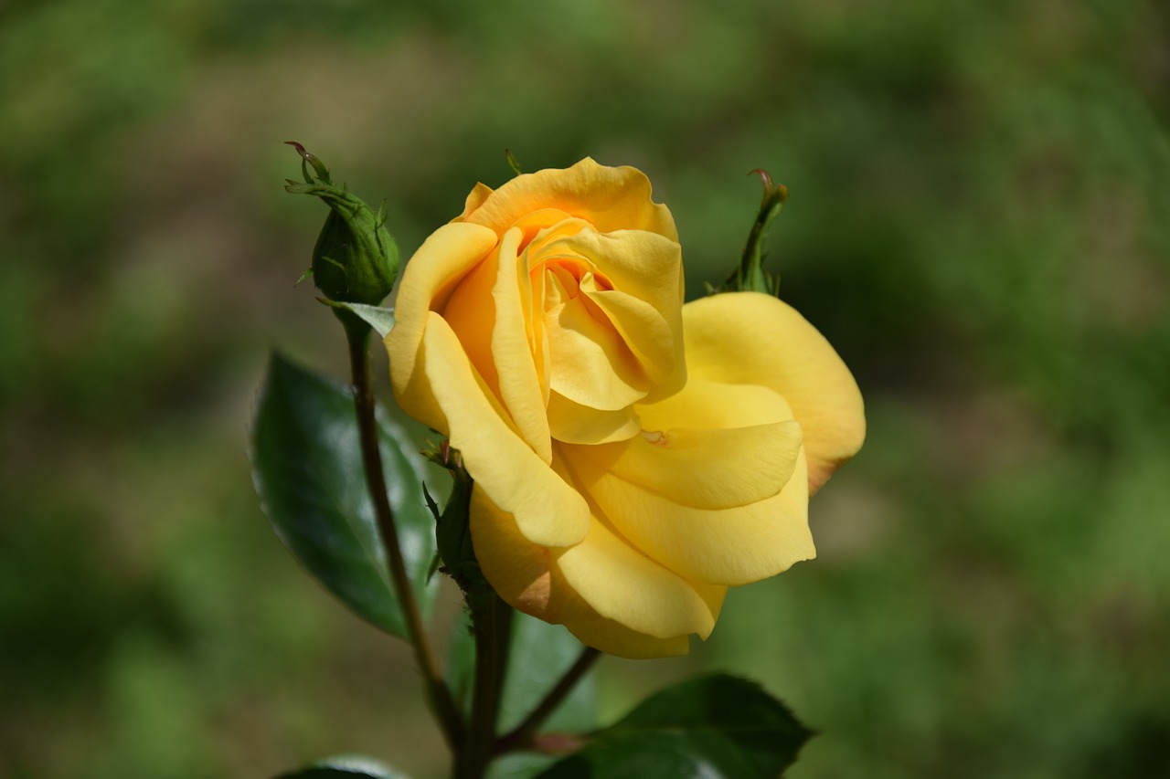 rose yellow summer free photo