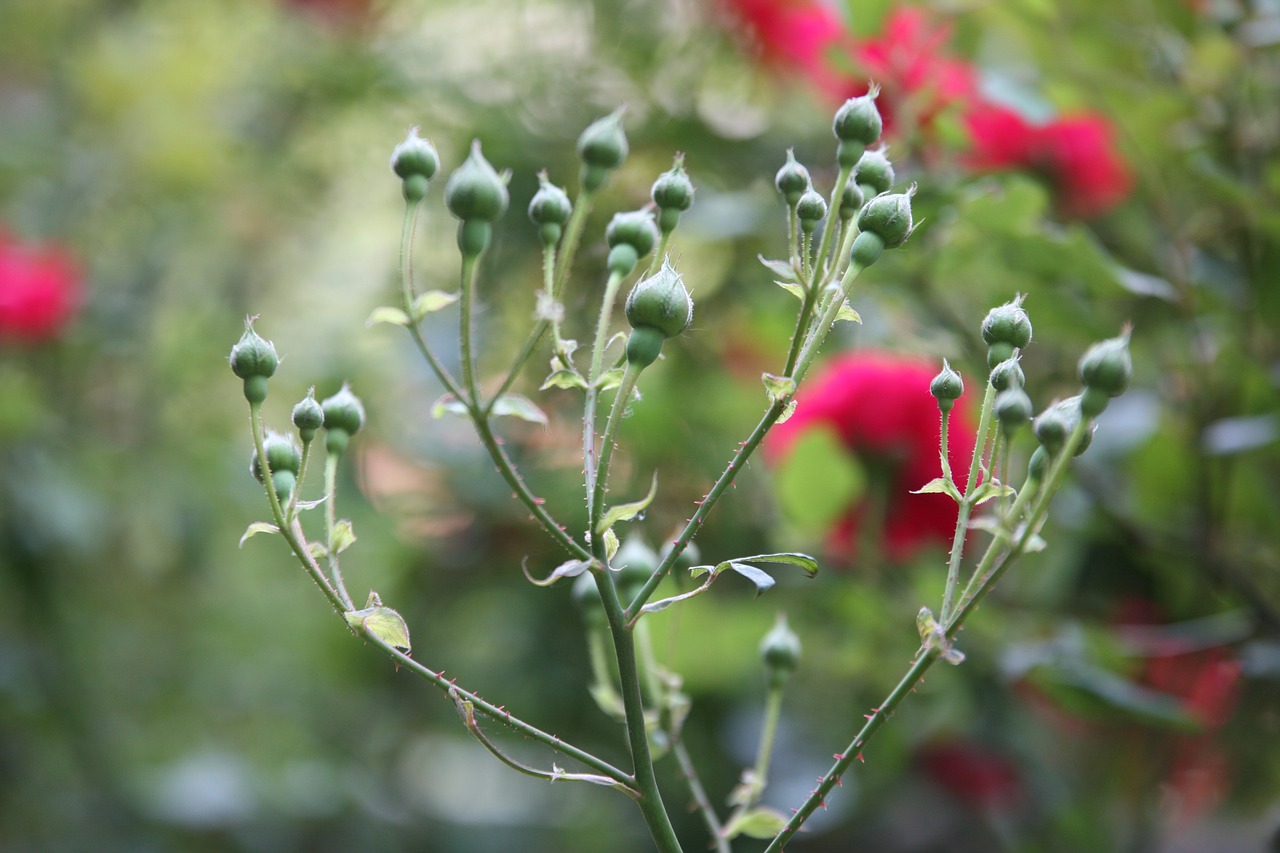 rose flowers spring free photo