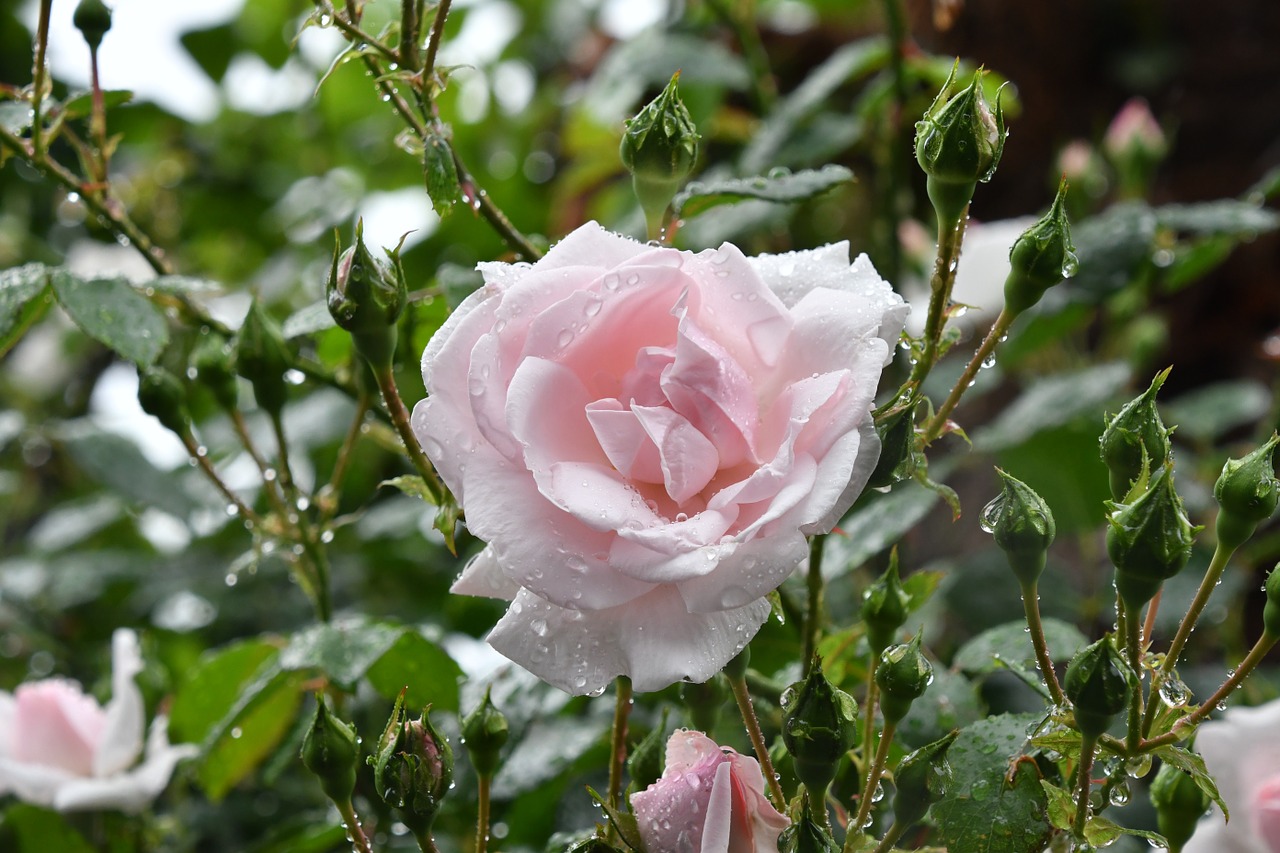 rose rain tokyo pink free pictures free photo