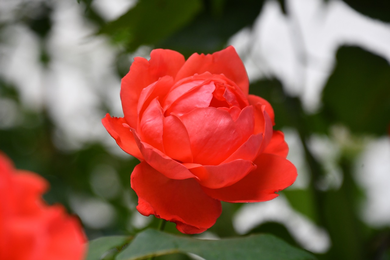 rose red petals flowers free photo