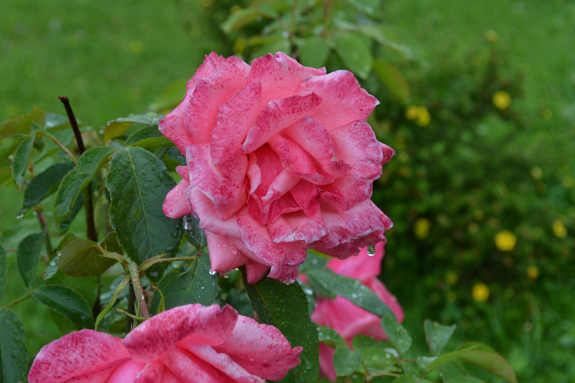 rose rain pink free photo