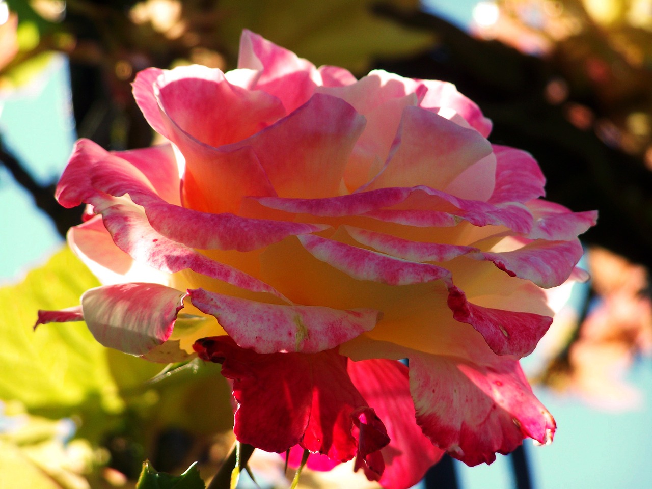 rose tricolor flower garden free photo