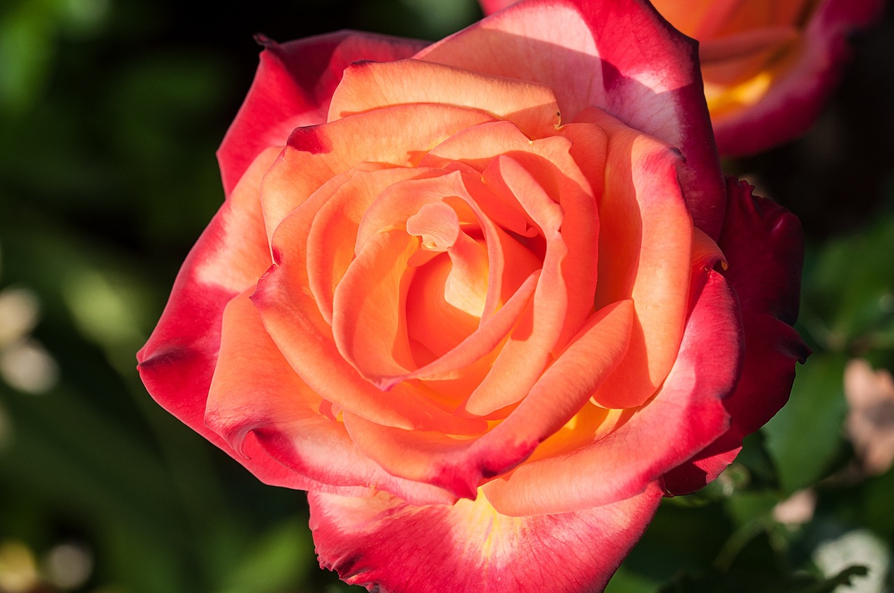 rose flower orange free photo