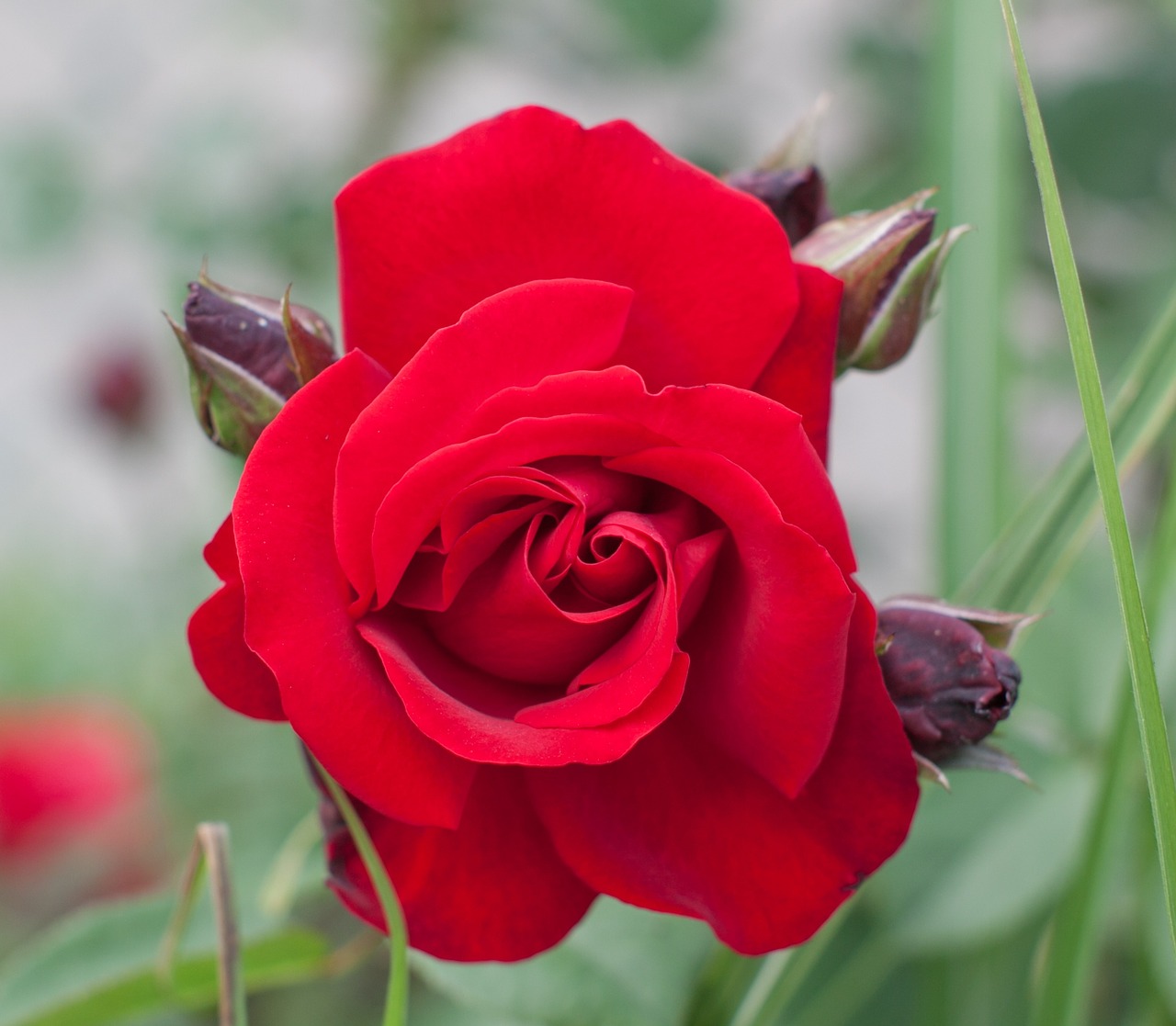 rose flower red free photo