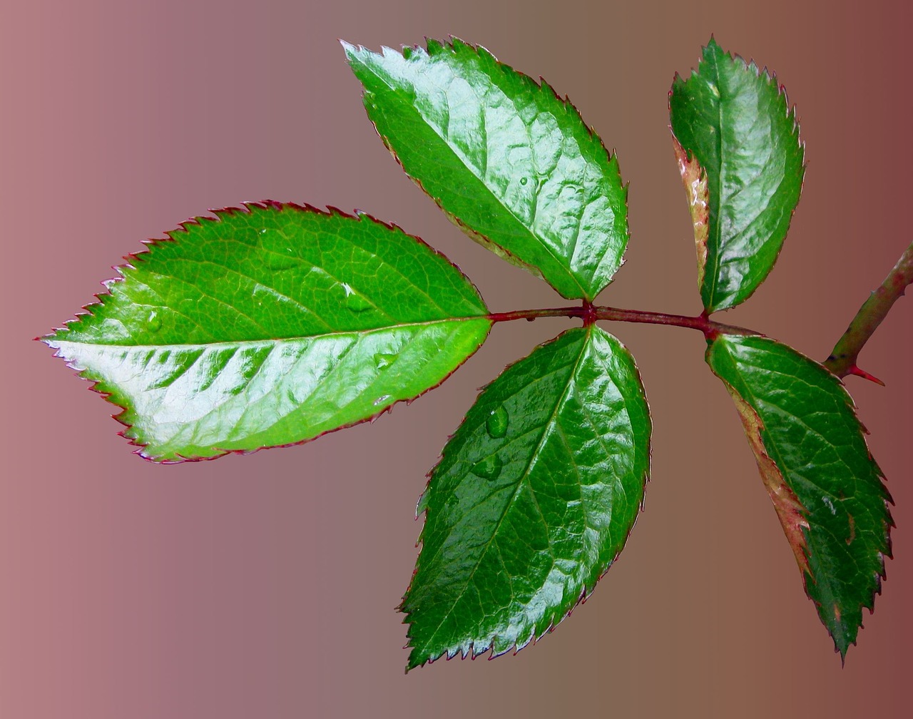 rosenblatt rose leaf free photo