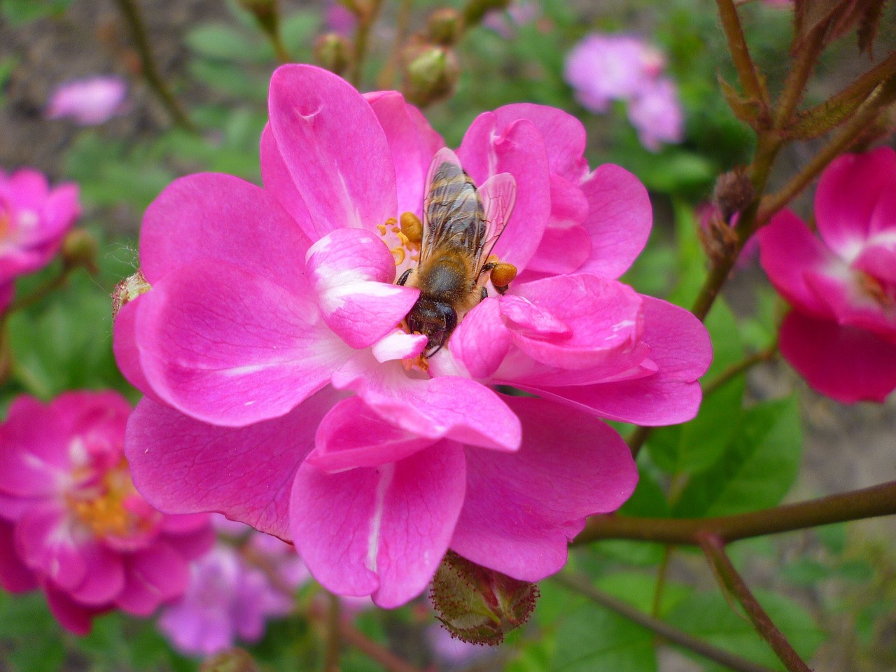 rose flower bee free photo