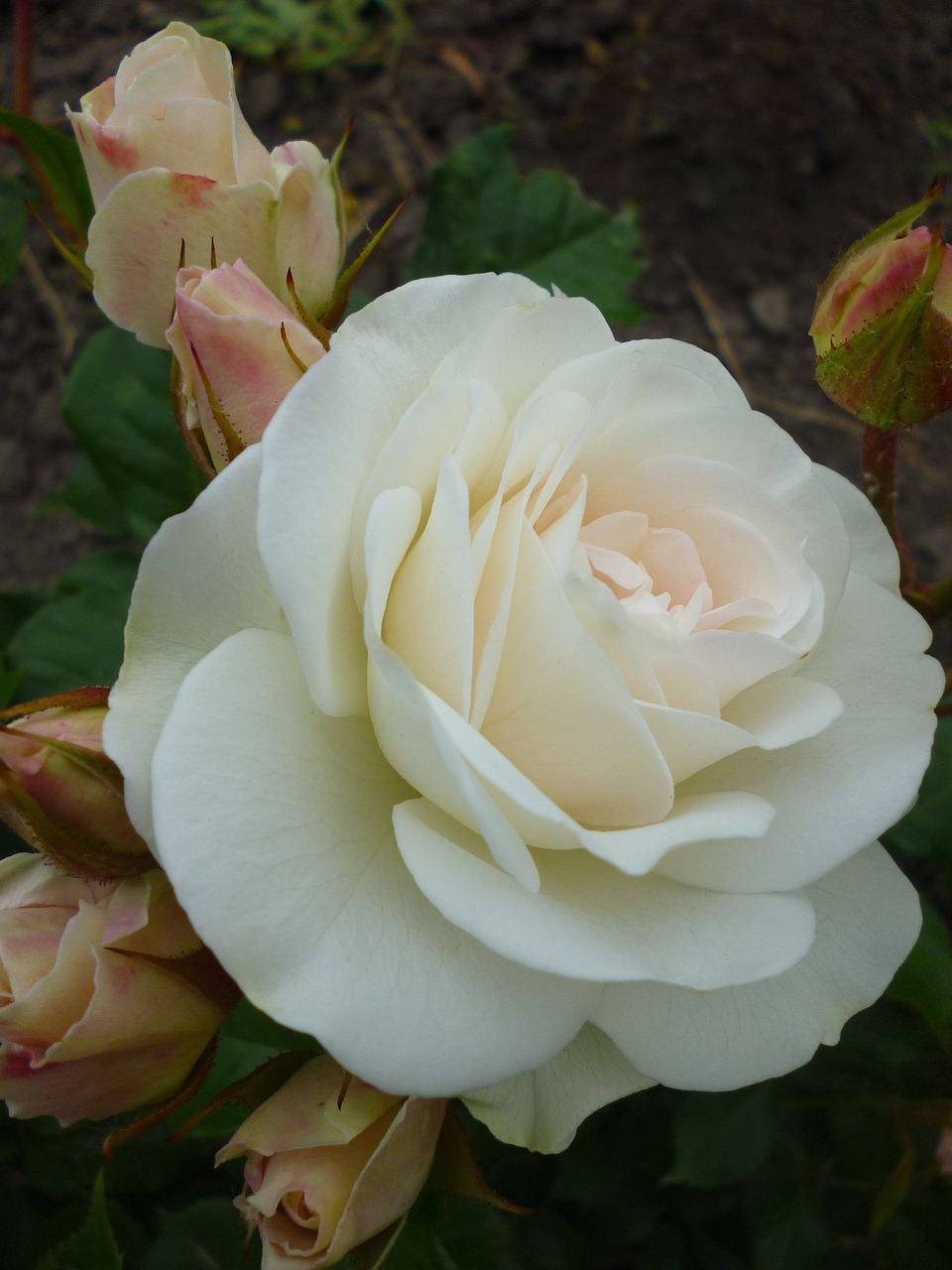 rose white nature free photo