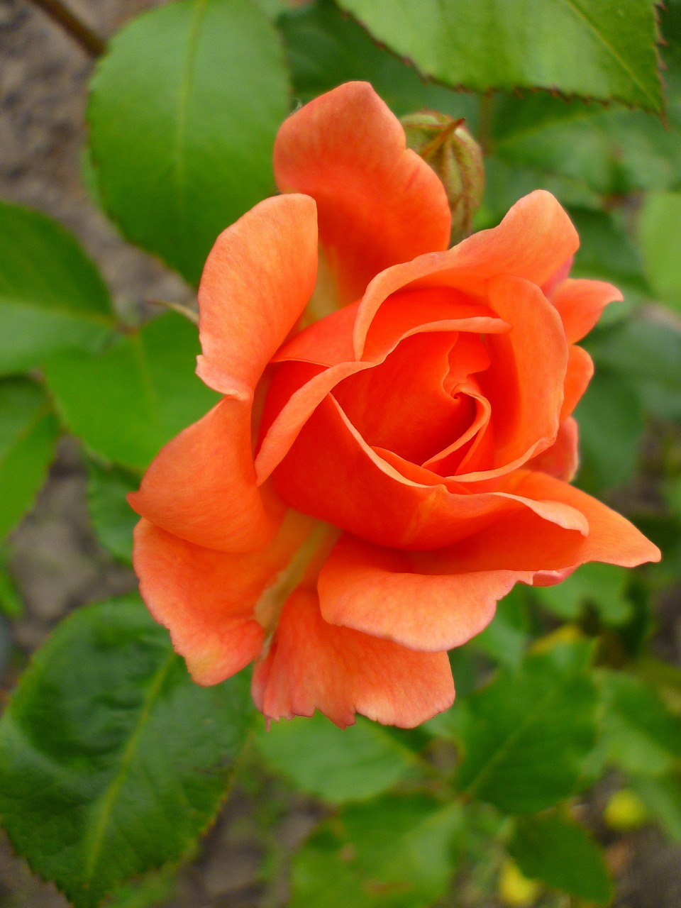 rose orange green free photo