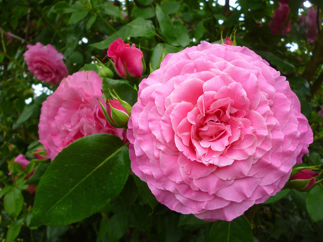 rose summer flower pink free photo
