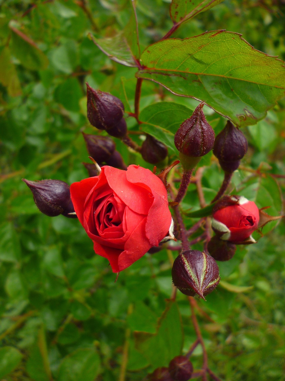 rose summer flower red free photo