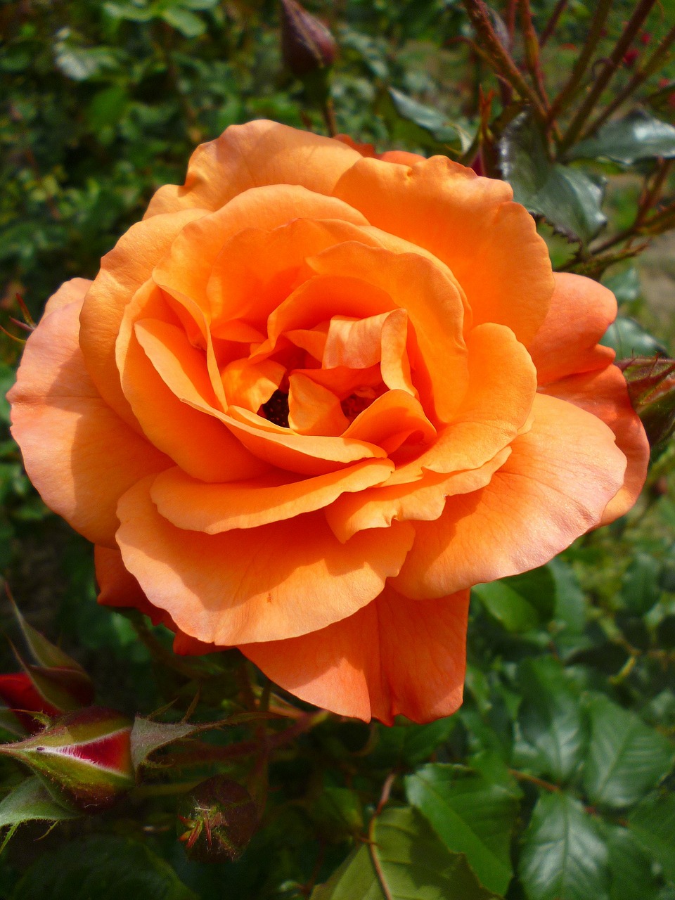 rose orange green free photo