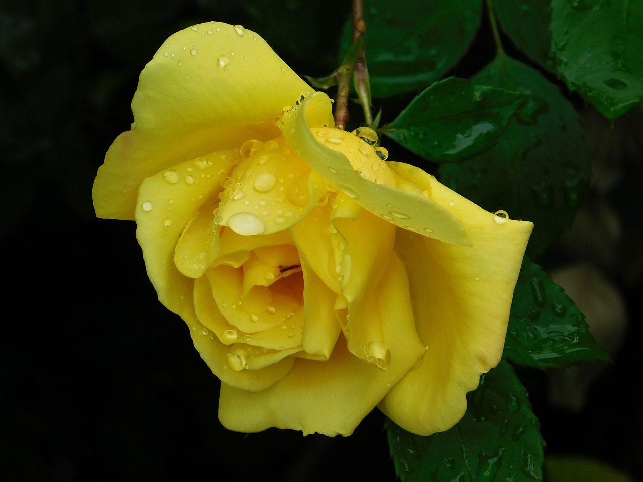 rose flower yellow free photo