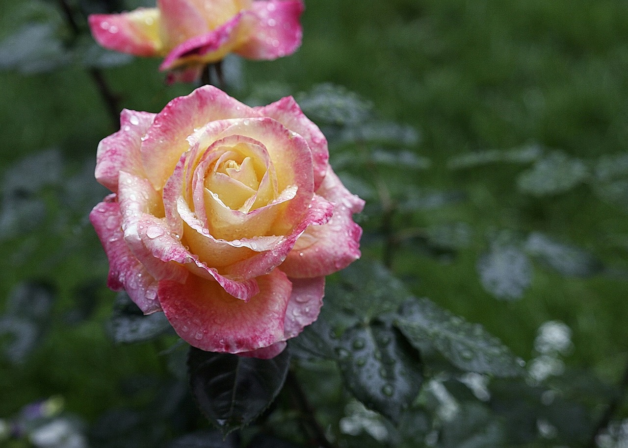 rose petals spring free photo