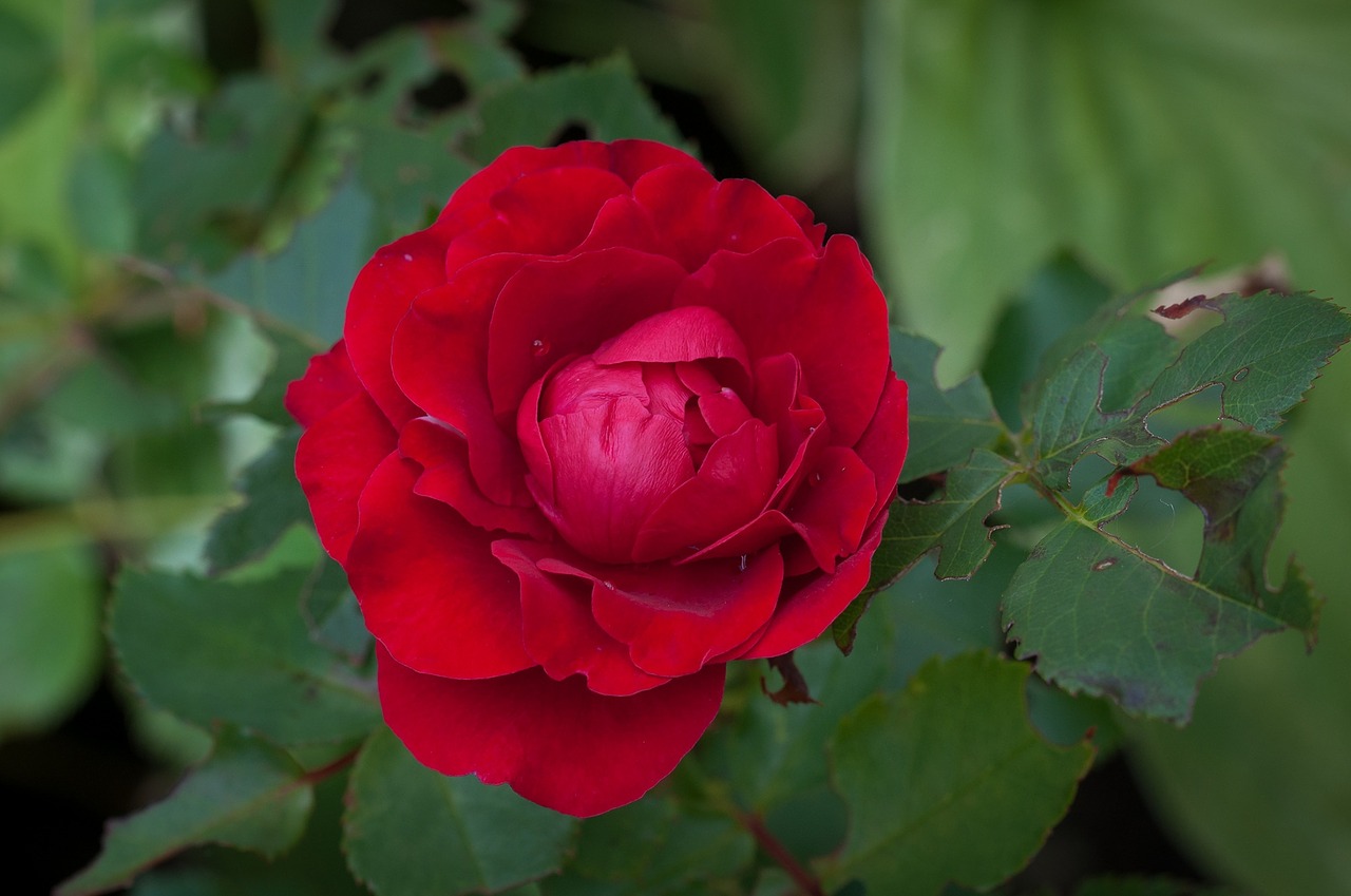 rose red red rose free photo